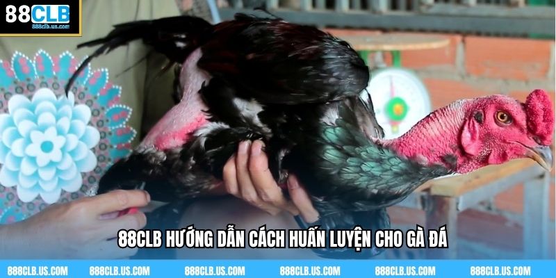 88CLB hướng dẫn cách huấn luyện cho gà đá