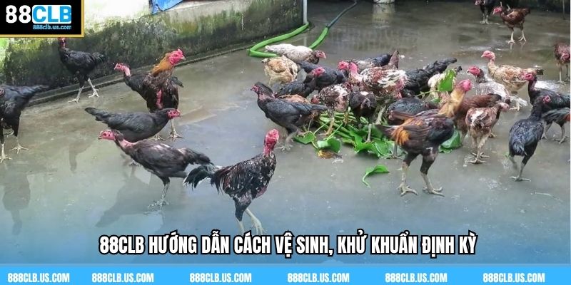 88CLB hướng dẫn cách vệ sinh, khử khuẩn định kỳ 