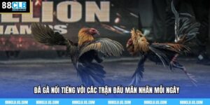 Đá Gà Nổi Tiếng – Sôi Động, Quyết Liệt Mỗi Ngày Tại 88CLB