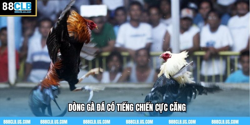 Dòng gà đá có tiếng chiến cực căng