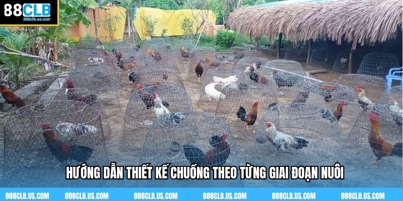 Hướng dẫn thiết kế chuồng theo từng giai đoạn nuôi