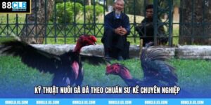 Kỹ Thuật Nuôi Gà Đá – Đỉnh Cao Nghệ Thuật Của Sư Kê 88clb