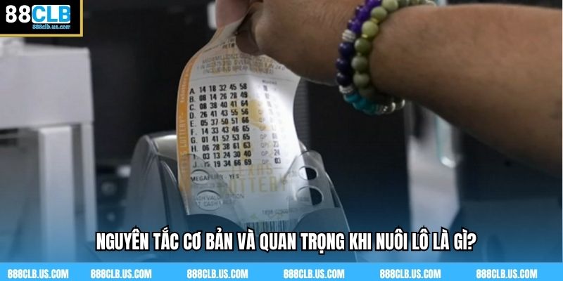 Nguyên tắc cơ bản và quan trọng khi nuôi lô là gì?