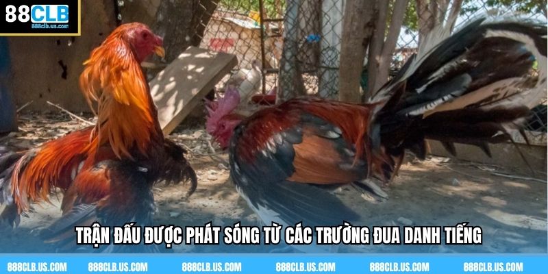 Trận đấu được phát sóng từ các trường đua danh tiếng