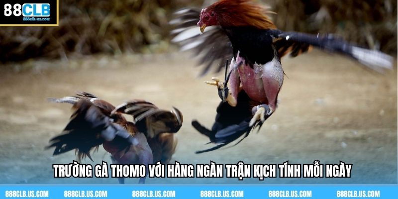 Trường gà Thomo với hàng ngàn trận kịch tính mỗi ngày